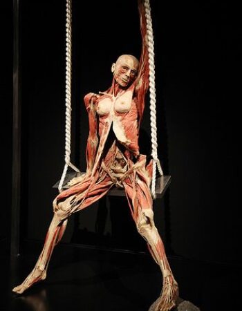 Museum Body Worlds in Amsterdam