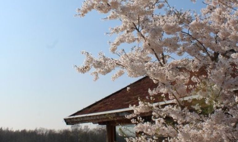 De Sauna tuin van Berendonck staat in bloei