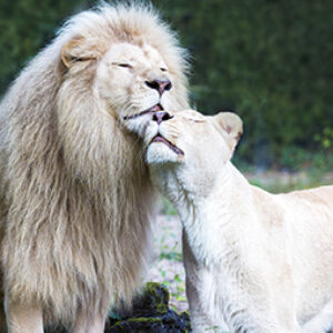 Entree Ouwehands Dierenpark