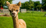 Alpacawandeling (75 min) bij Beleefboerderij Heierhof